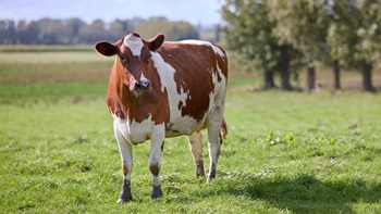 mucca